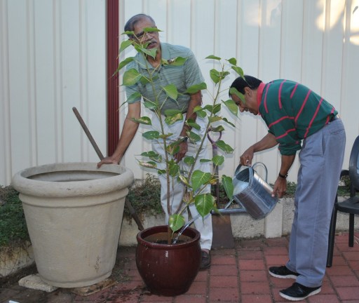 The preparation work for the Bodhi Tree to be transferred into the large fibre glass pot on 28th of April 2013 at Patacara Bhikkhuni Hermitage.