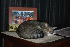 Subha, the cat, contemplating Old Age, Sickness and Death during Vesak Meditation Retreat 2013 at Patacara Bhikkhuni Hermitage.