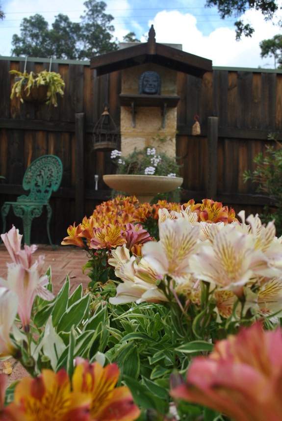 The blooming flowers looked beautiful at the End of Rains Cloth Offerering Ceremony at Patacara Bhikkhuni Hermitage. Photo by Havindra.